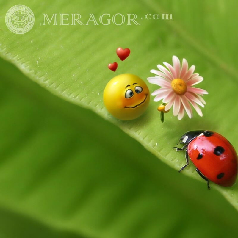 Funny picture with a ladybug Humor Insects Funny animals