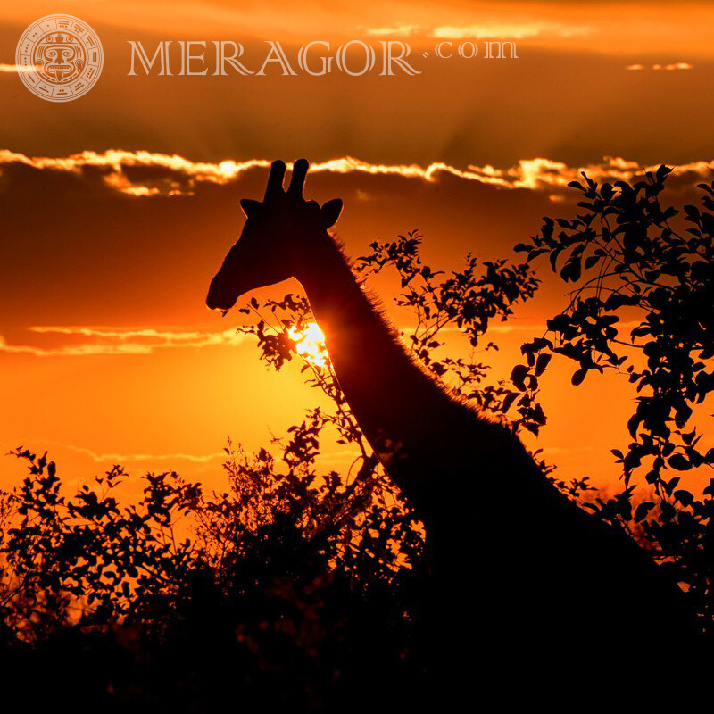 Girafe au coucher du soleil Autres animaux