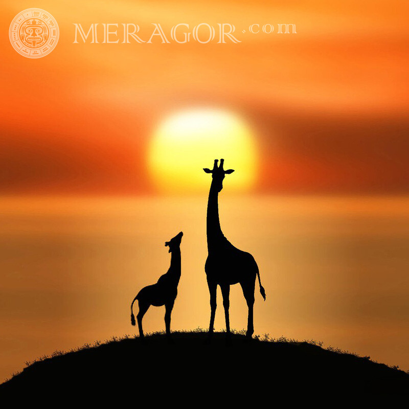 Жирафи мама і малюк в соцмережу Інші тварини